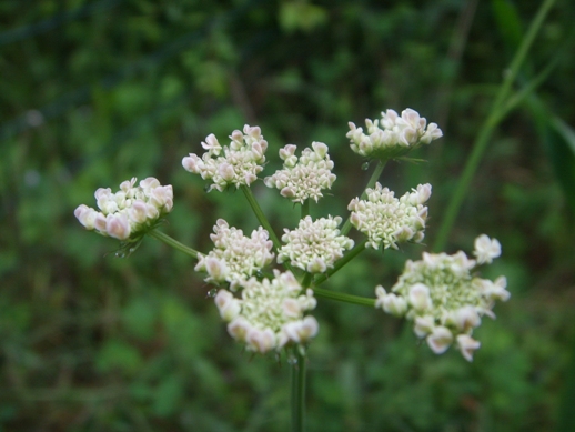 Oenanthe pimpinelloides / Finocchio acquatico comune